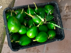 4x3-aguacates