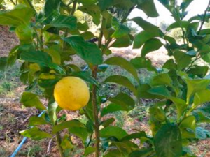 4x3-limon
